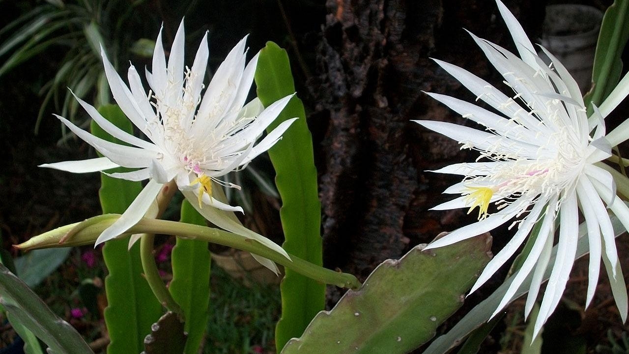 fiori di Epiphyllum anguliger