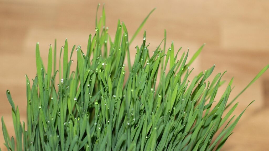 Erba Gatta: benefici e come coltivarla per gatti e non solo