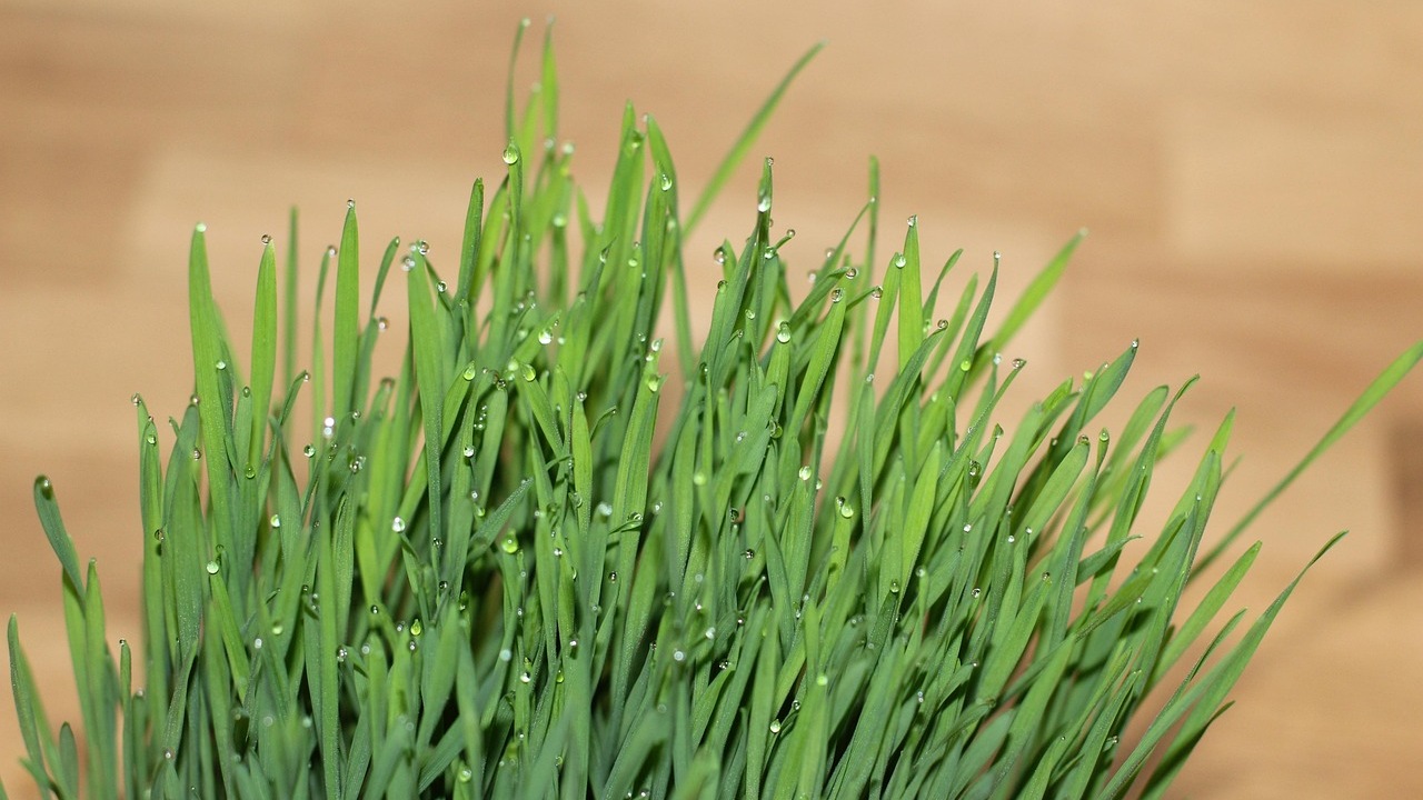 Erba gatta: benefici per gatti e umani