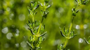 10 erbe aromatiche che migliorano i tuoi piatti e il tuo benessere