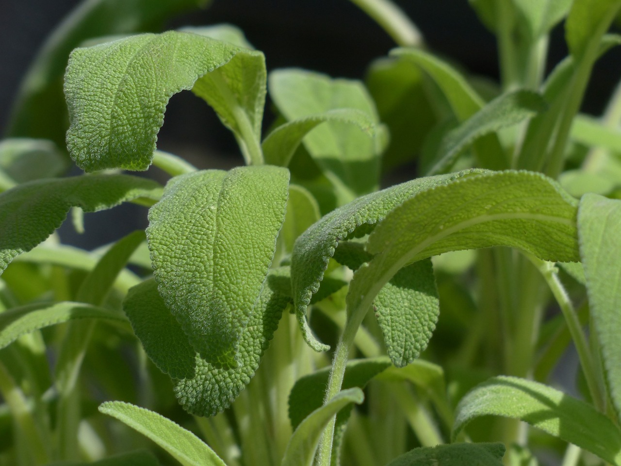 Erbe aromatiche: salvia