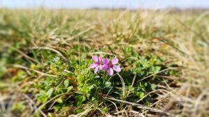 Erodium malacoides, la pianta selvatica capace di sopravvivere ovunque (e a chiunque)