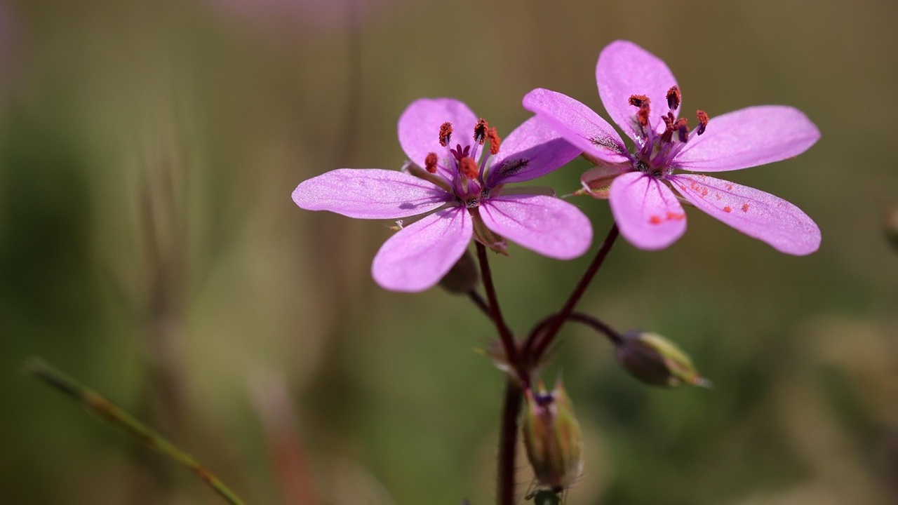 erodium malacoides pianta