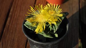 Faucaria tigrina: tutto ciò che c’è da sapere su questa succulenta