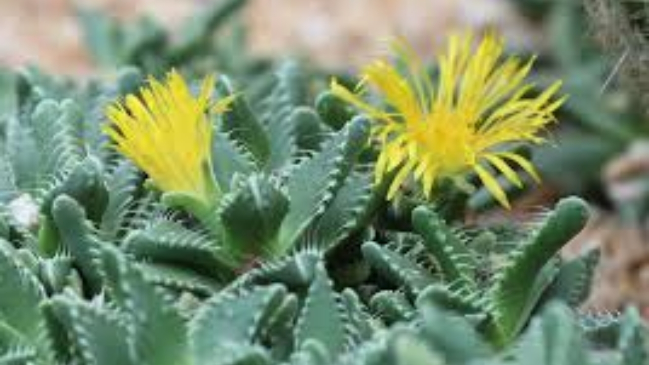 foglie di Faucaria tigrina