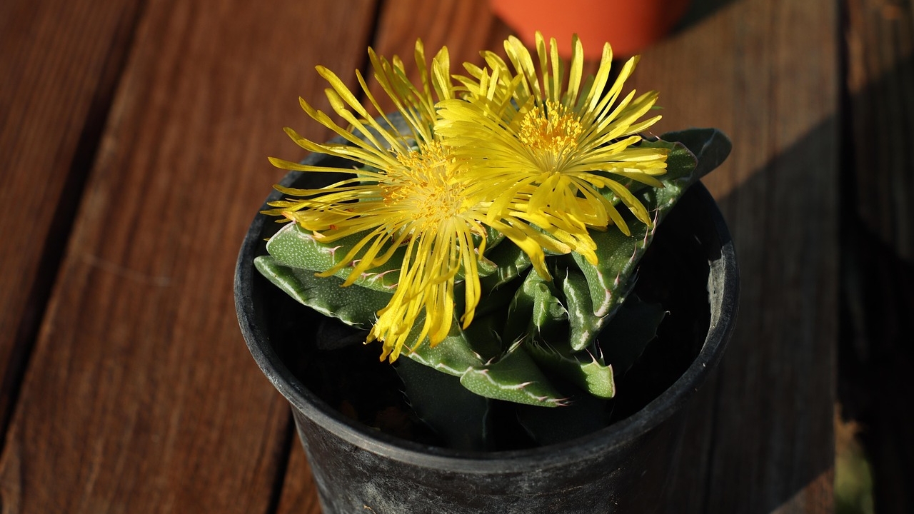 Faucaria tigrina con fiori