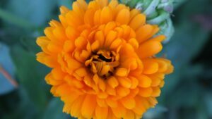 Fiori facili da coltivare in vaso a maggio: preparati prima