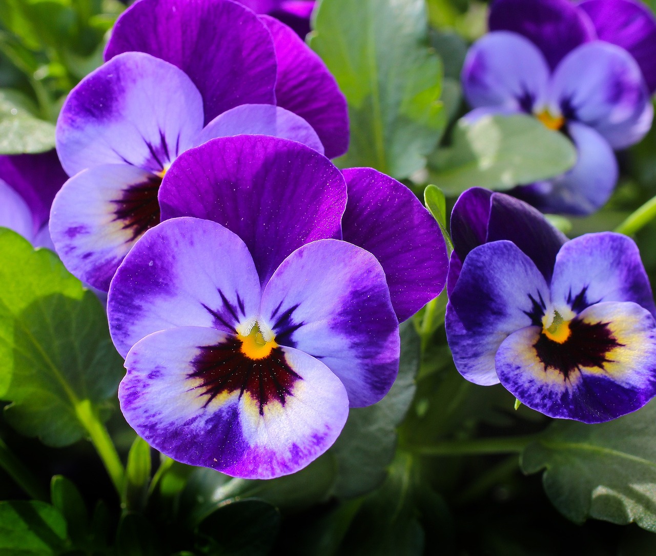 Fiori a maggio: viola del pensiero