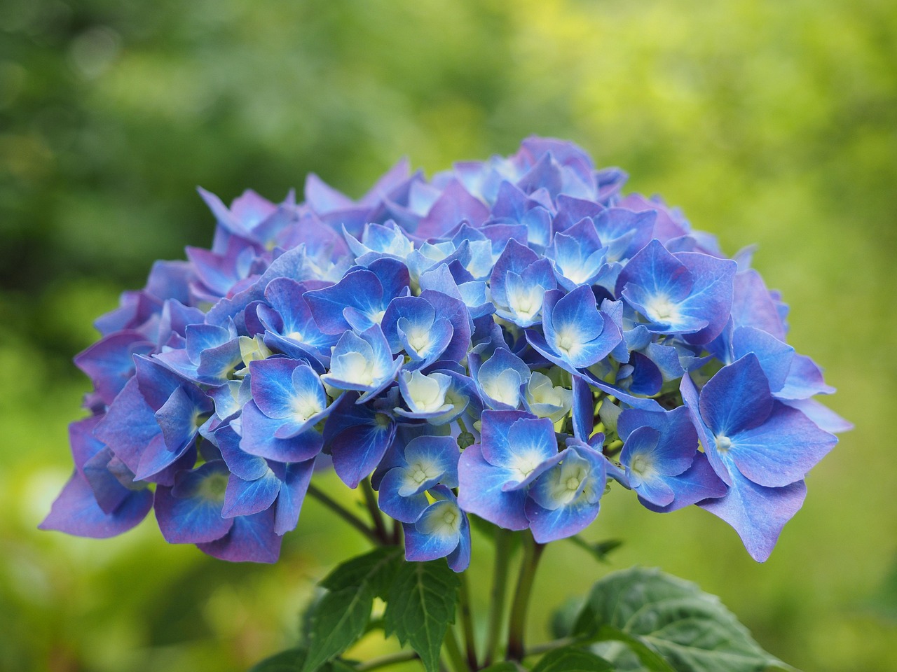 Fiori blu: ortensia