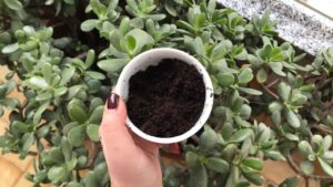 Fondi di caffè: il trucco naturale per far crescere meglio le tue piante
