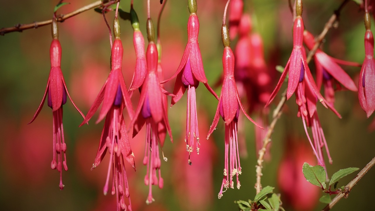 Fucsie: fiori d'estate