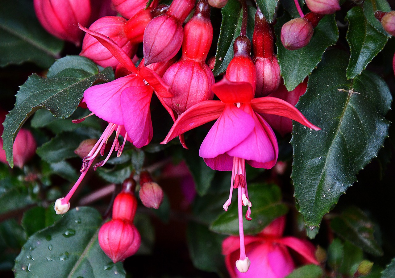 Fucsie: fiori d'estate