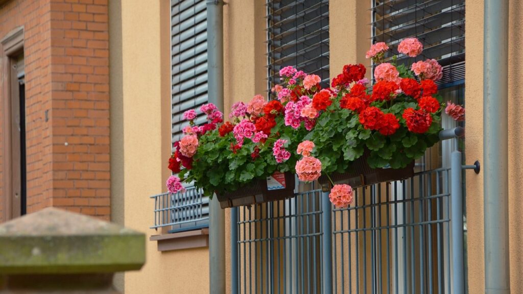 Un fertilizzante naturale per gerani: il trucco semplice che dà nuova vita al tuo balcone