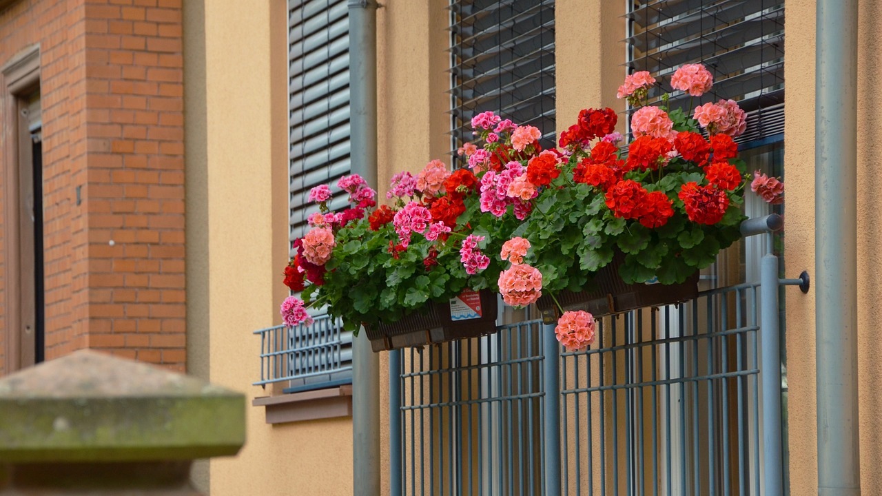 Gerani: fertilizzante naturale