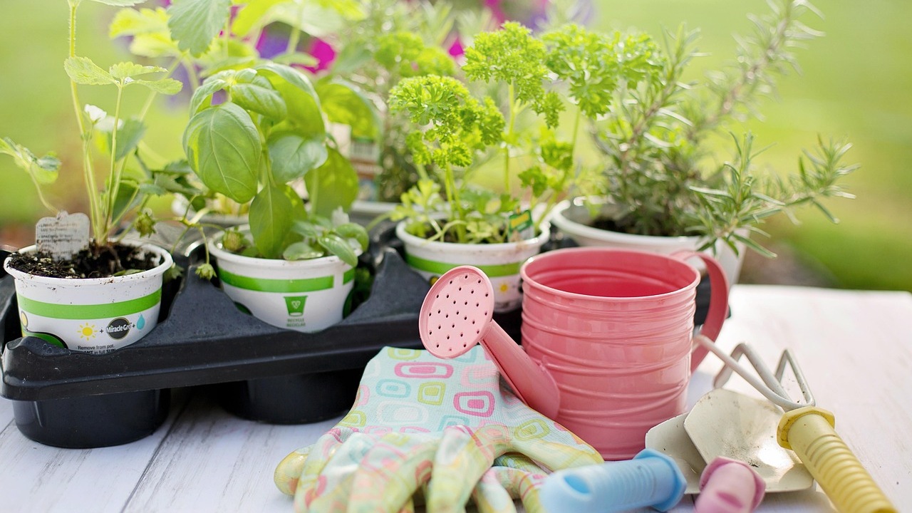 Giardino a maggio: cosa seminare