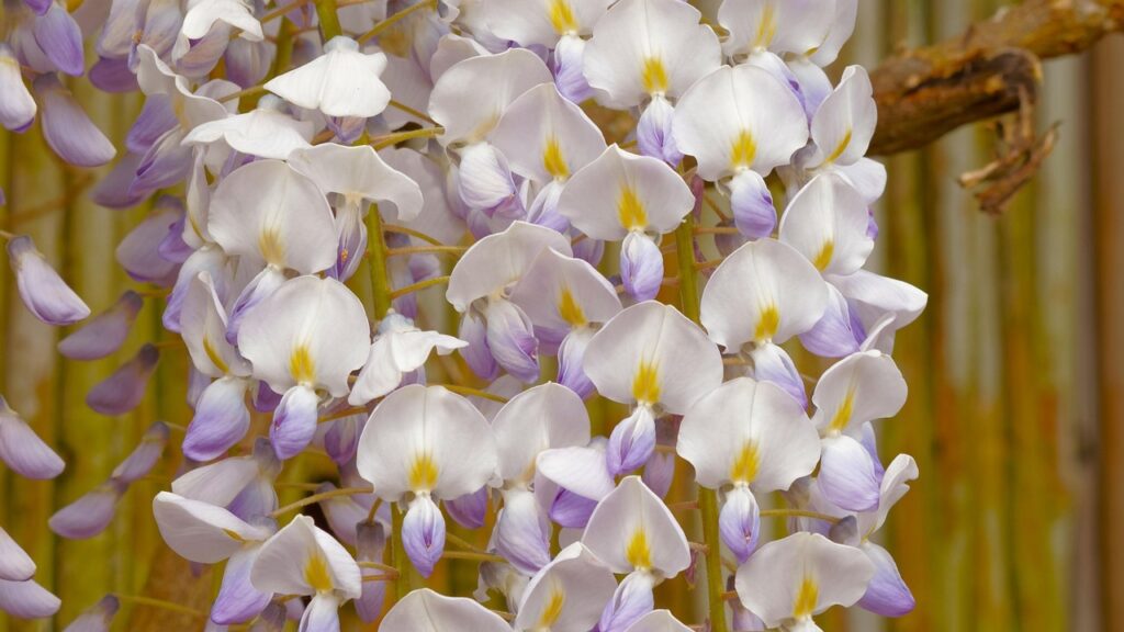 Glicine: guida semplice alla pianta che tutti vogliono in giardino