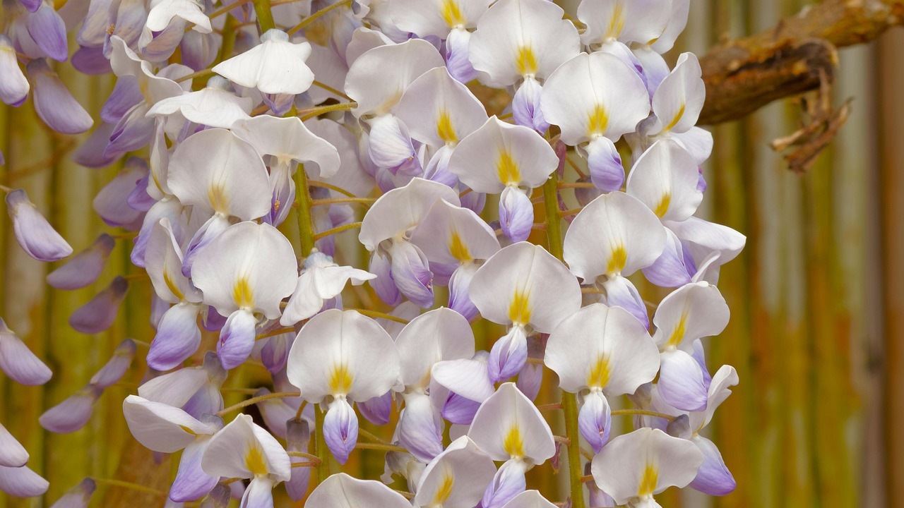 Glicine: fiori di origine Giapponese