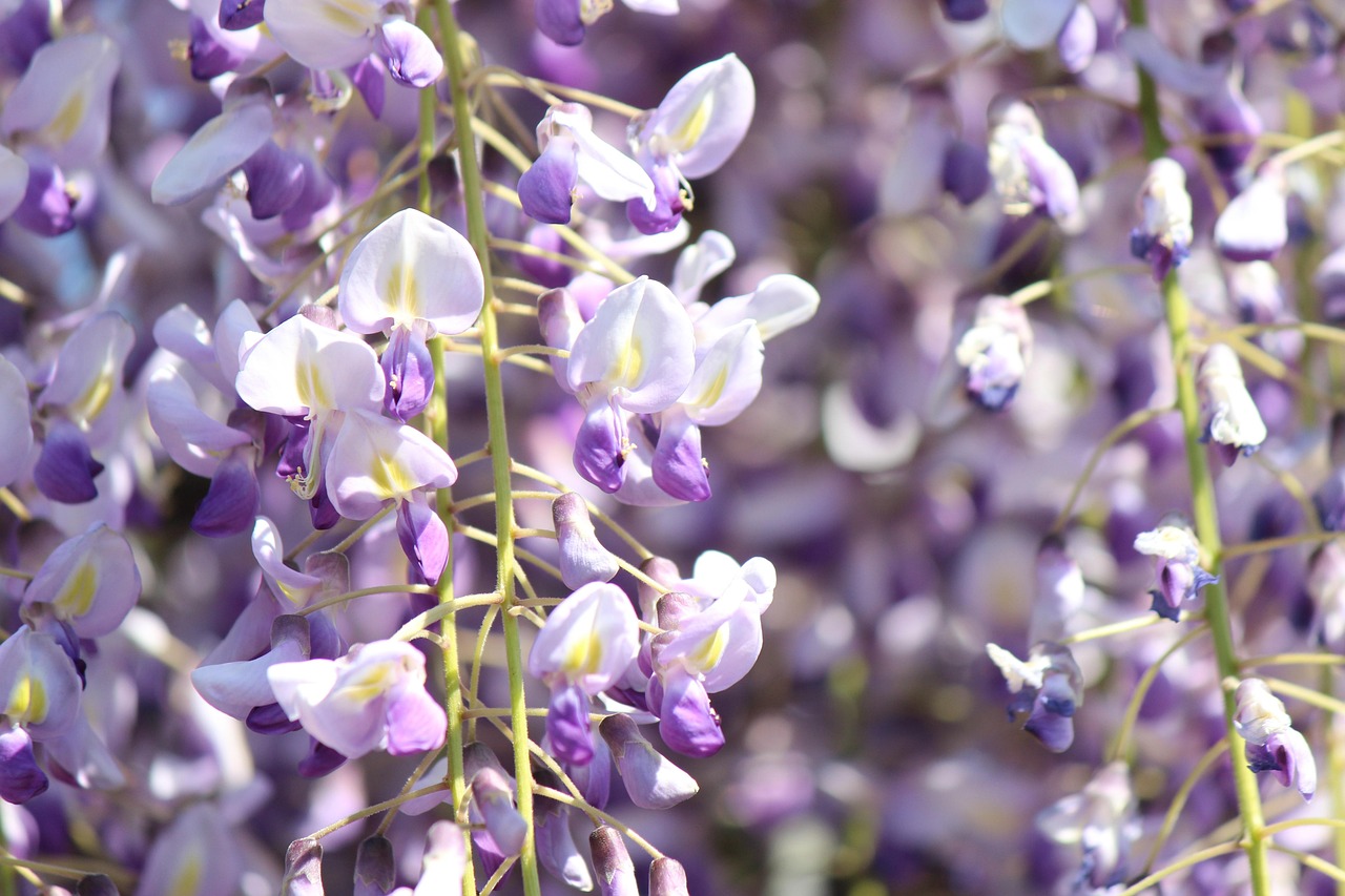 Glicine: fiori di origine Giapponese