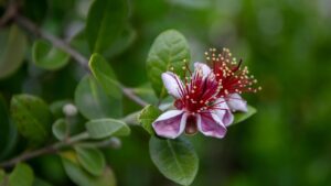 Guaiava all’ananas: come coltivarla facilmente e godere dei suoi frutti esotici