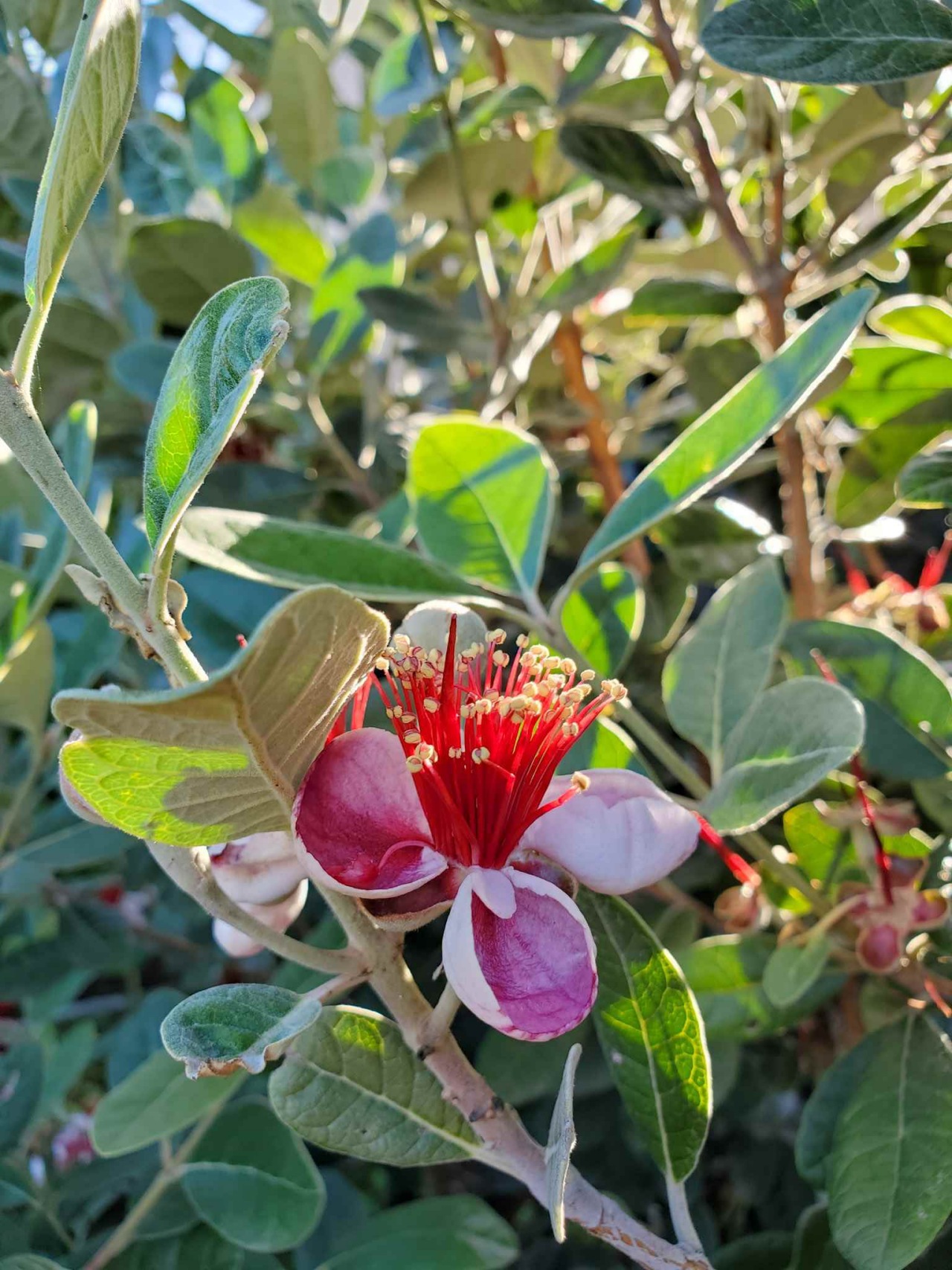 Guaiava all’ananas: frutto commestibile