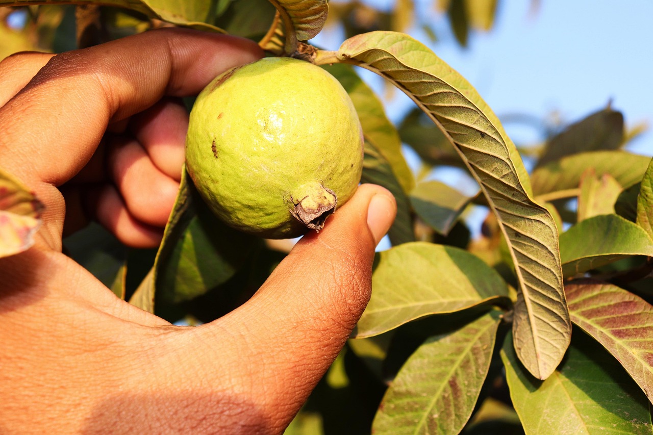 Guava: albero perfetto per il giardino