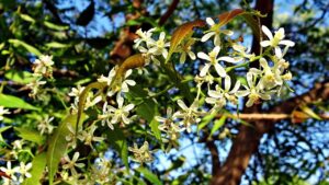 Il neem: una pianta utile per salute, agricoltura e ambiente