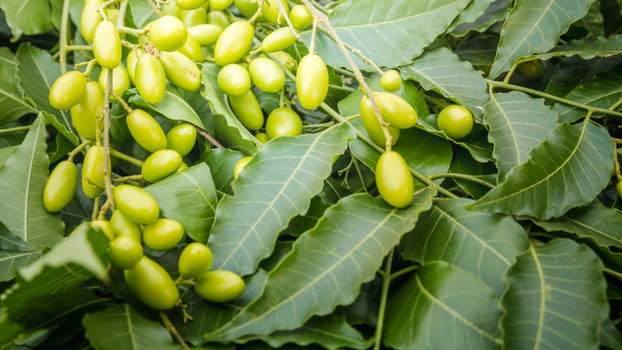 Il neem: benefici dell'olio