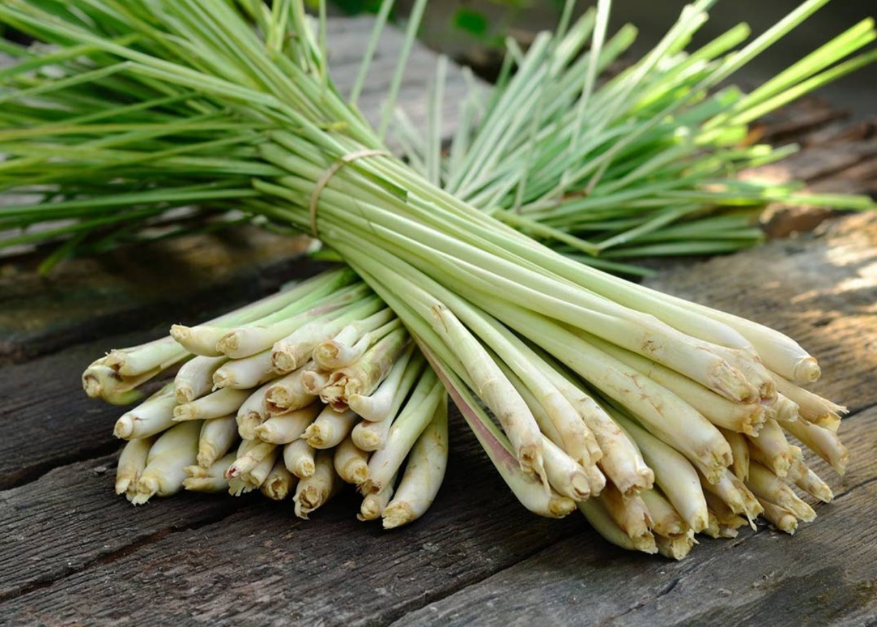 La citronella: benefici della pianta