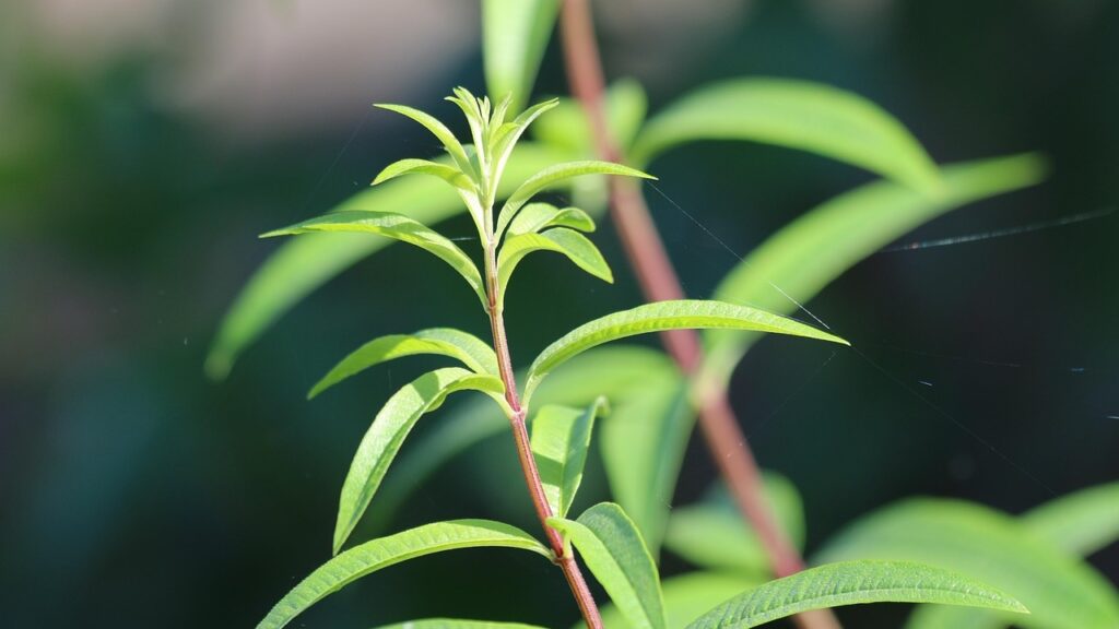 La citronella: rimedio naturale contro stress, gonfiore e cattivi odori