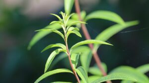 La citronella: rimedio naturale contro stress, gonfiore e cattivi odori