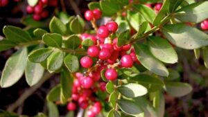 Lentisco rosso: una pianta utile tra cucina e benessere