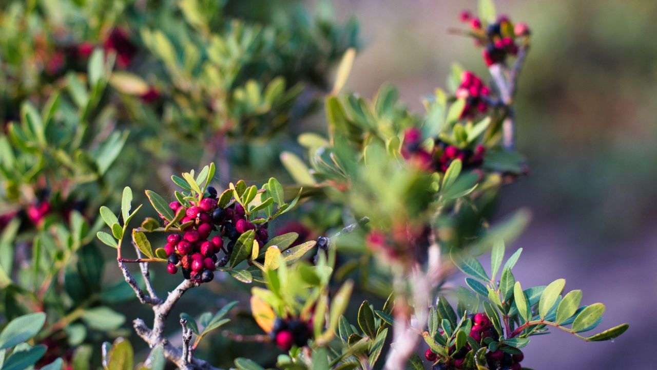Lentisco rosso: erbe officinali