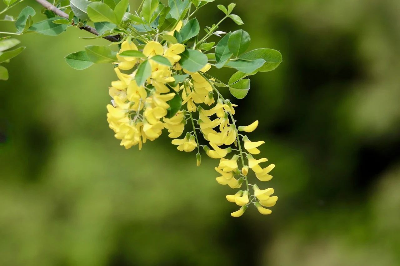 Maggiociondolo: pianta dai fiori pendenti