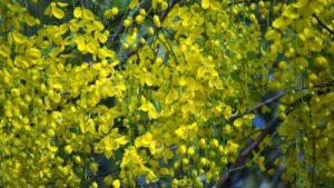 Maggiociondolo: cosa sapere sulla pianta dai fiori dorati