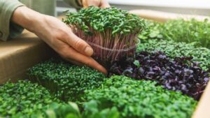 Microgreens: piccoli ortaggi ricchi di benefici da coltivare anche in casa