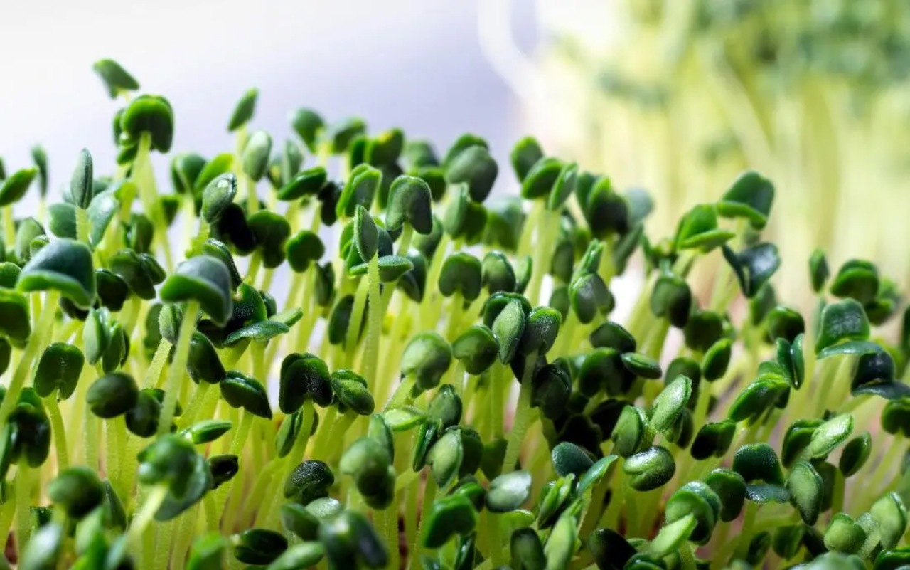Microgreens: coltivarli in casa