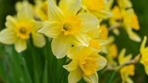 Come coltivare narcisi in vaso: i migliori consigli per una fioritura perfetta