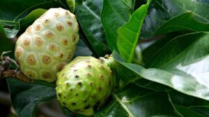 Il noni: il frutto dal forte odore che tiene lontani i topi