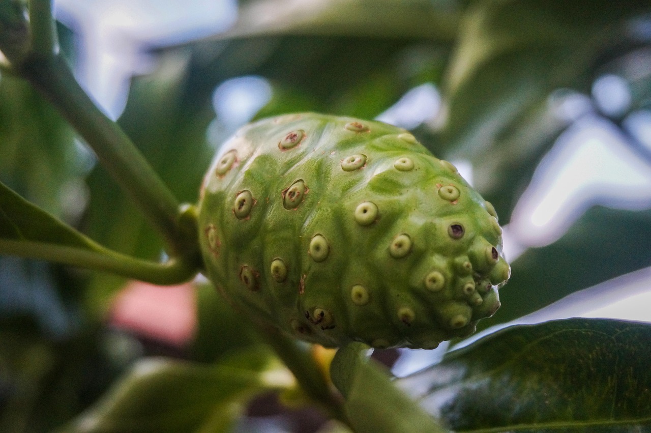Noni: il frutto anti-topi