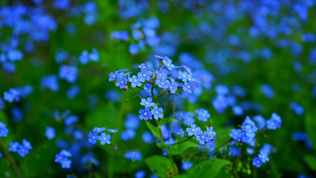 Nontiscordardime: un piccolo fiore spontaneo che arricchisce il giardino di primavera
