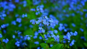 Nontiscordardime: un piccolo fiore spontaneo che arricchisce il giardino di primavera