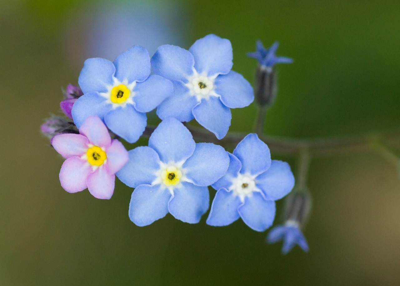 Nontiscordardime: fiori azzurri