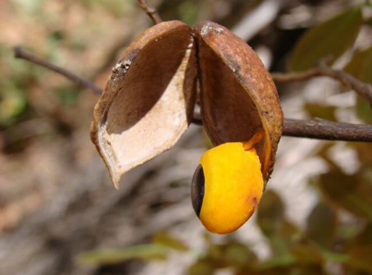 Olio di copaiba: benefici e come estrarlo