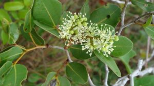 Copaiba: l’olio naturale dalle tante proprietà e i metodi di estrazione