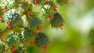 Olio di ricino: il rimedio naturale che non ti aspetti