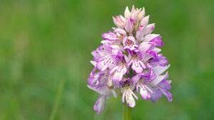 Lo sapevi che certe orchidee ricordano delle piccole figure umane?