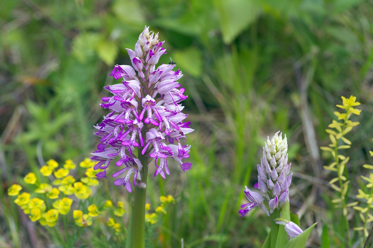 Orchidee: la strana forma dei suoi fiori
