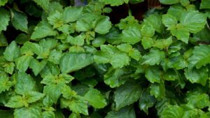 Patchouli: proprietà, benefici e usi dell’olio essenziale naturale