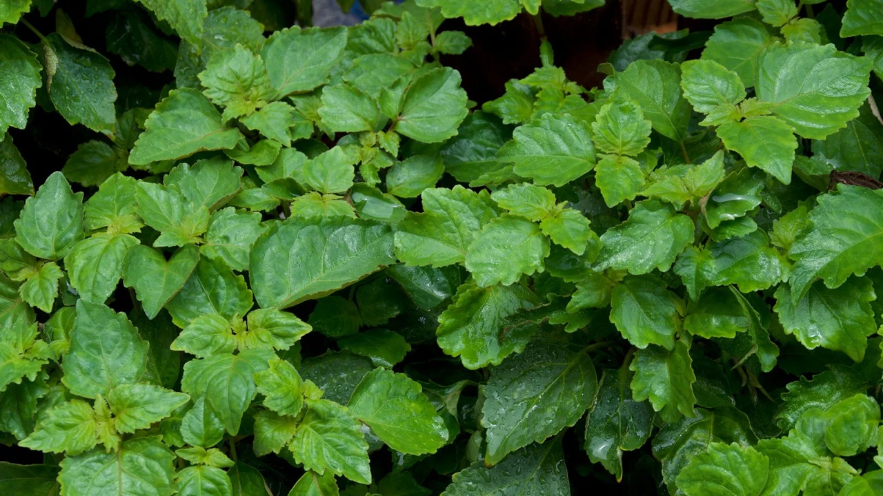 Patchouli: olio essenziale