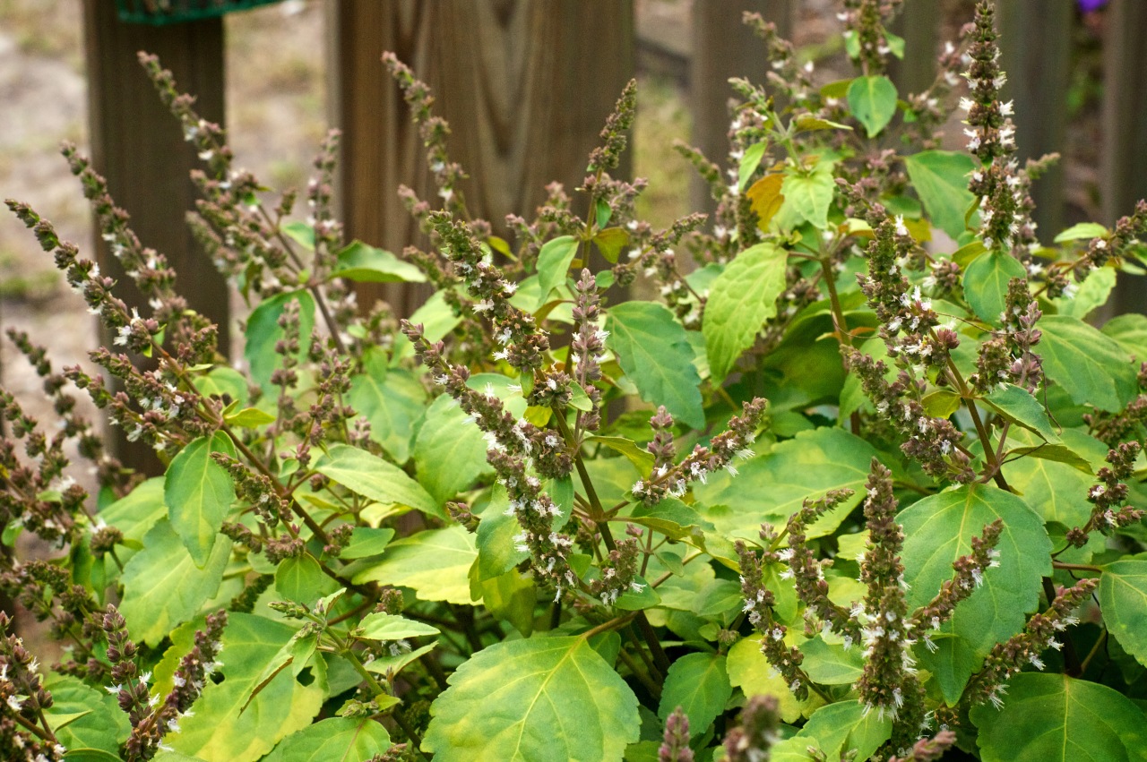 Patchouli: olio essenziale